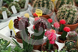 Many different cacti and succulent plants on table