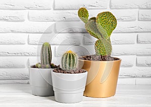 Many different cacti on white wooden table