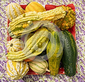 Many different colorful pumpkins on a colored background. Halloween, harvest or fall concept. Small ornamental pumpkins