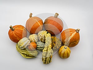 Many different colourful pumpkins on a white background. Halloween, harvest or fall concept. Small ornamental pumpkins