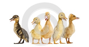 Many different Ducklings quacking in a raw