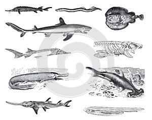 Many different Fish collection like sharks, zygaena malleus, pristis antiquerum, lepidosteus osseus, squalus carcharias, torpedo m