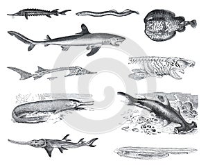 Many different Fish collection like sharks, zygaena malleus, pristis antiquerum, lepidosteus osseus, squalus carcharias, torpedo m photo