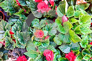 Many different flowers in the garden. Home garden plants. Red flowers