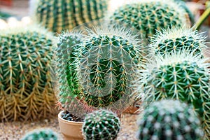 Many different green round thorny cactus plants with needles in the garden.