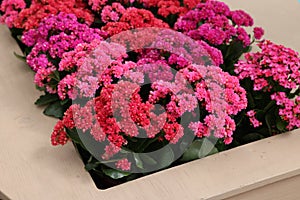 Many different kalanchoe plants with beautiful flowers in wooden planter, closeup