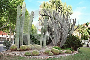 Many different kinds of cactus plants decorated on the street