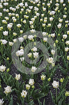 Many different multi colored tulips on a flower bed, growing area in in Spring flower bed outdoors