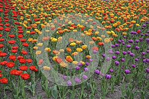 Many different multi colored tulips on a flower bed, growing area in in Spring flower bed outdoors