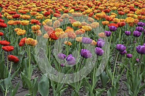 Many different multi colored tulips on a flower bed, growing area in in Spring flower bed outdoors