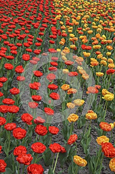 Many different multi colored tulips on a flower bed, growing area in in Spring flower bed outdoors