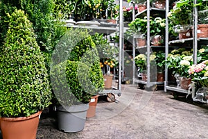 Many different plants in flower pots in flowers store. Garden center and wholesale supplier concept. Green background