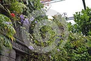 Many different plants on stone structure in greenhouse