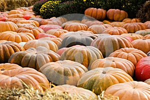 Many different pumpkins