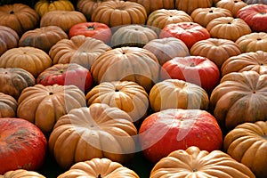 Many different pumpkins