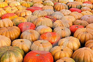 Many different pumpkins