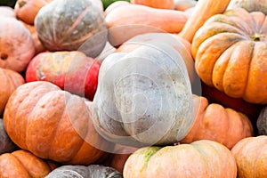 Many different pumpkins