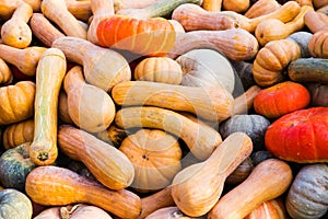 Many different pumpkins