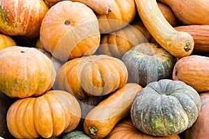 Many different pumpkins