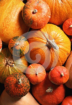 Many different pumpkins as background, closeup.