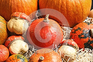 Many different pumpkins as background, closeup.