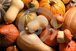 Many different pumpkins as background, closeup.