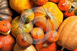 Many different pumpkins as background, closeup.