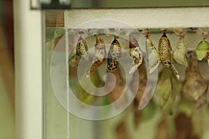 Many different pupaes at butterfly house, closeup