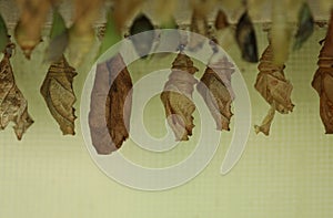 Many different pupaes at butterfly house, closeup