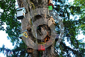 Many different shapes bird feeders birdhouse for nesting box hanging on the tree. Bird feeders in park.