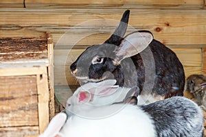 Many different small feeding rabbits on animal farm in rabbit-hutch, barn ranch background. Bunny in hutch on natural eco farm.