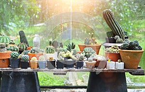 Many different small potted cactus plants in the garden, Beautiful cactus in pots arranged in the morning against sunshine