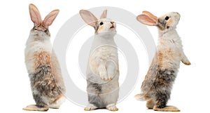 Many different standing poses of three colour cute little rabbits.Lovely action of young rabbit