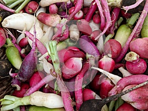 Many different types of Radishes