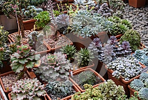 many different types of succulents in Botanical Garden of Moscow University `Pharmacy Garden` or `Aptekarskyi ogorod` Echeveria,