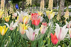 Many different varieties of brightly colored tulips, California