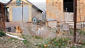 Many dogs bark maliciously near the house behind a metal mesh fence