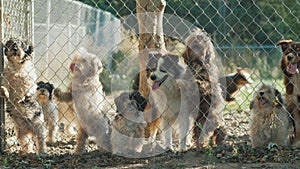 Many dogs of different breeds look through the net in a shelter or nursery