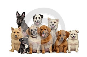 Many dogs different breeds, sizes, and colors. Dog Ensemble: Breeds, Sizes, Colors, Discipline, Cute Pets isolated on White