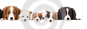 many dogs of different breeds and sizes on white background. web banner for advertising veterinary clinics, grooming salons and