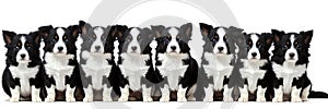 many dogs of different breeds and sizes on white background. web banner for advertising veterinary clinics, grooming salons and