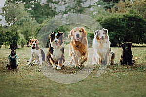 many dogs run on grass. green parck background