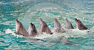 Many dolphins swim each other. Animals perform trick