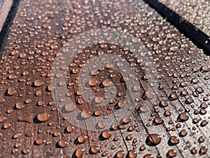 Many drops of water on a dark tree