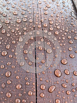 Many drops of water on a dark tree