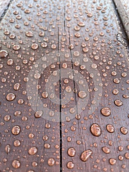 Many drops of water on a dark tree