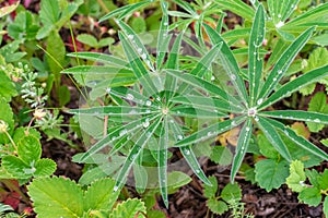 Many drops of water on fleecy leaves in shape of a star