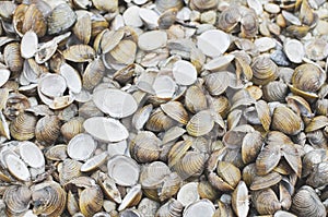 Corbicula Fluminea Shells