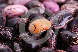 Many dry kidney beans as background, closeup