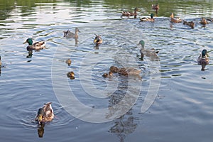 Many ducks with ducklings swim in the pond in the summer